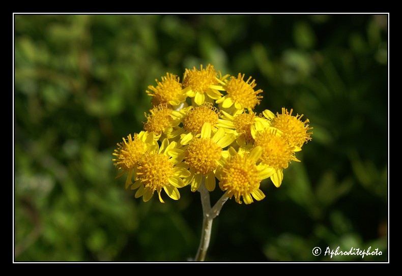 037 Fleurs